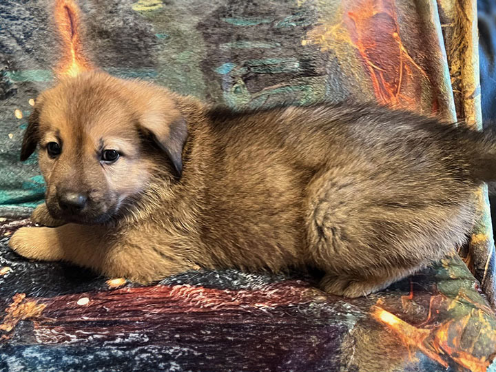 chinook puppy